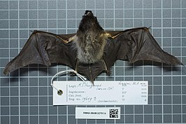 Myotis albescens