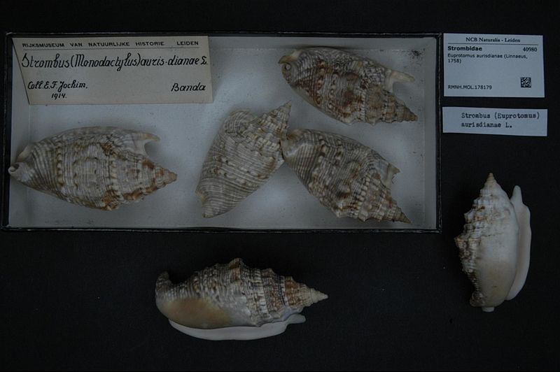 File:Naturalis Biodiversity Center - RMNH.MOL.178179 - Euprotomus aurisdianae (Linnaeus, 1758) - Strombidae - Mollusc shell.jpeg