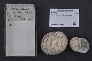 <i>Natica fulminea</i> Species of gastropod