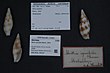 Naturalis Biodiversity Center - ZMA.MOLL.104127 - Mitra ustulata Reeve, 1844 - Mitridae - Moluska shell.jpeg