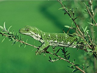 Marlborough green gecko