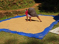 Secado de arroz en Peravoor, India