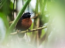 Neoctantes niger - Black Bushbird - dişi (cropped) .jpg