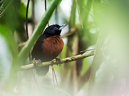 Zwarte dikbekmiervogel