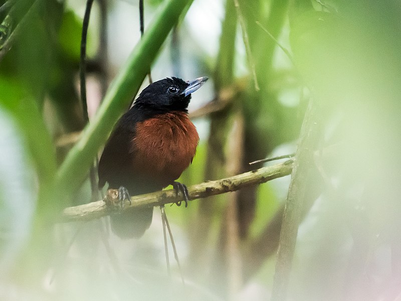 File:Neoctantes niger - Black Bushbird - female (cropped).jpg