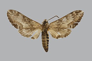 <i>Neogene albescens</i> Species of moth