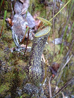 <i>Nepenthes nigra</i> Species of pitcher plant from Indonesia