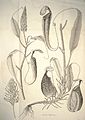 Nepenthes rafflesiana botanical illustration (1824).jpg