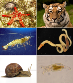 Nephrozoa collage.png