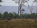 Ngorongoro mammals 07.jpg
