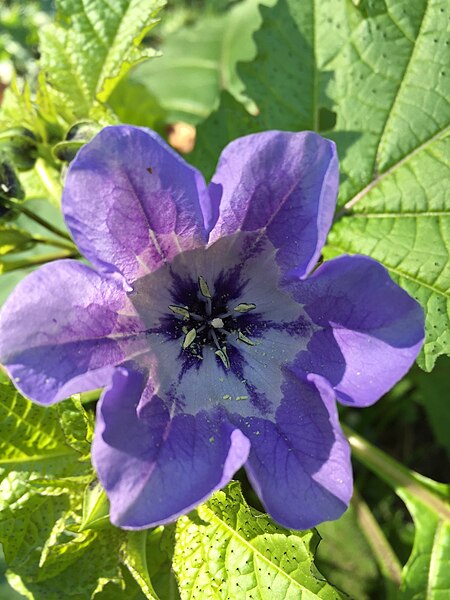 File:Nicandra physalodes (L.) Gaertn.jpg