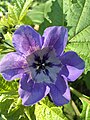 Nicandra physalodes (L.) Gaertn.jpg