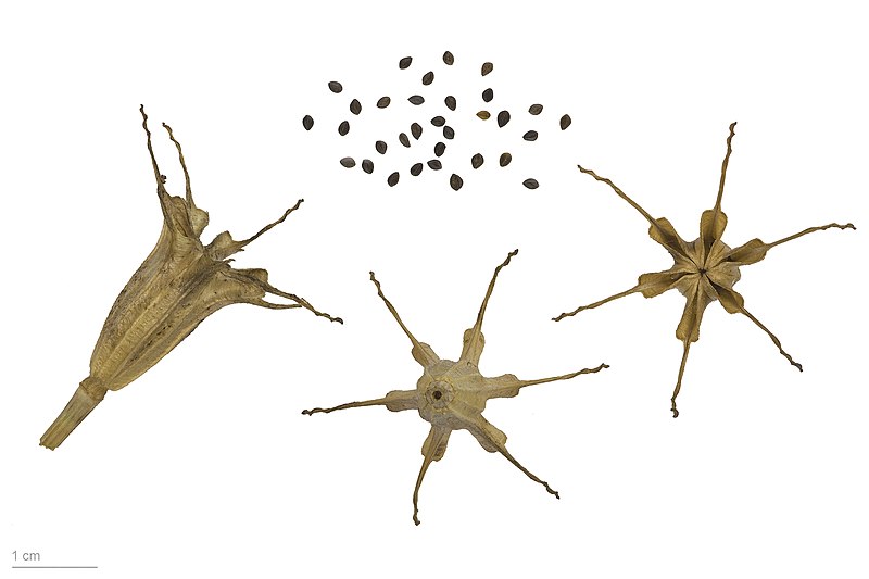 File:Nigella gallica MHNT.BOT.2009.17.11.jpg