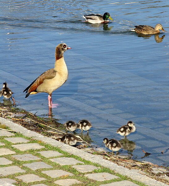 File:Nilgans mit Küken im Freiburger Seepark, im Hintergrund ein Stockentenpaar.jpg