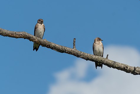 Pair of northern rough-winged swallows in Queens, NY