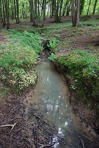 Northlands Gill is a stream stretching the width of Graylands. Northlands Gill, Graylands, Horsham.jpg