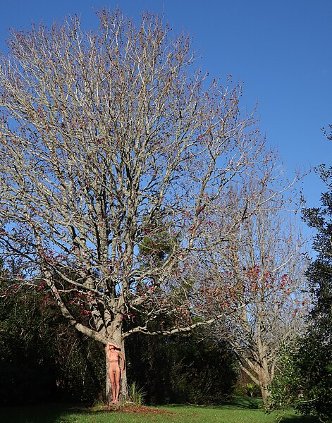 File:Nudity & trees in Autumn 4.jpg