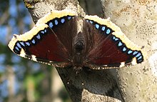 Mourning cloak butterfly Nymphalis antiopa (Suruvaippa).jpg