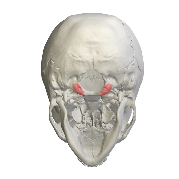 File:Occipital condyle03.png