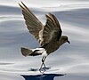 Red-footed petrel