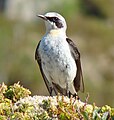 Adult male, Norway