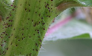 茎の表面に毛があり、基部は暗赤色に膨らんで凸状