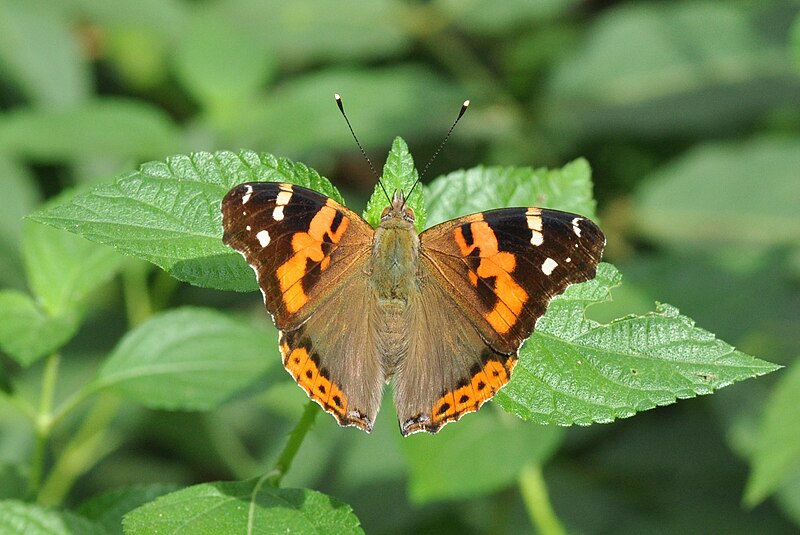 File:Open wing position of Vanessa indica Herbst, 1794 – Indian Red Admiral WLB DSC 0002 (7).jpg