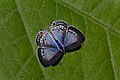 * Nomination Open wing posture Basking of Catochrysops panormus (C. Felder, 1860) – Silver Forget-me-not (Female) --Sandipoutsider 23:44, 18 December 2023 (UTC) * Decline  Oppose Sorry, but this is poorly upscaled/"sharpened" ... --Plozessor 16:17, 18 December 2023 (UTC)