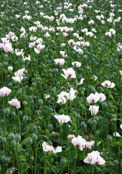 File:Opium poppies, Tunworth - geograph.org.uk - 496812.jpg