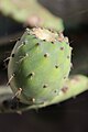 Opuntia ficus-indica Chumbera