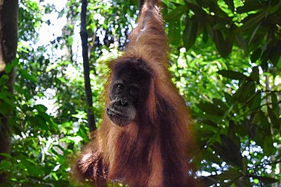 Orangutan sumatera (Pongo abelli) di Taman Nasional Gunung Leuser, Indonesia.