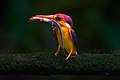 * Nomination: Oriental dwarf kingfisher. By User:Shiv's fotografia --Satdeep Gill 17:50, 23 July 2023 (UTC) * * Review needed