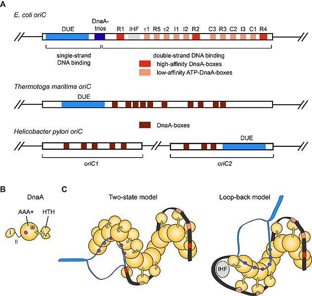 File:Origins of DNA replication Figure 2.jpg