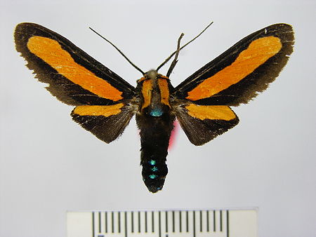 Ormetica triangularis