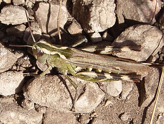 <i>Chorthippus binotatus</i> Species of grasshopper