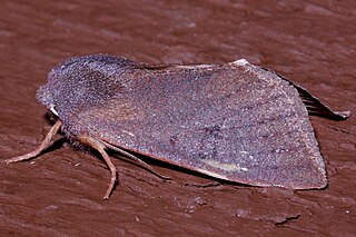 <i>Orthosia mys</i> species of moth