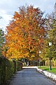 English: Autumnal European beeches Deutsch: Herbstliche Rotbuchen