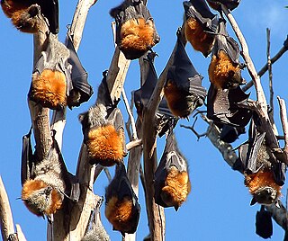 Grey-headed flying fox species of mammal