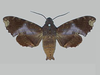 <i>Pachygonidia ribbei</i> Species of moth