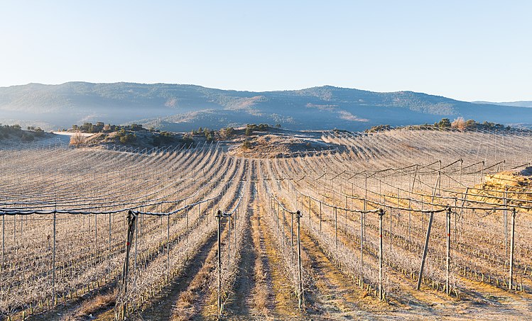 Покрытый инеем виноградник в Кастильо-де-Лерес близ Сабиньяниго, Испания
