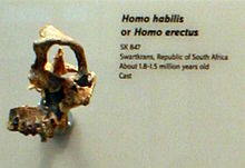 SK 847, a fragmentary skull commonly classified as Homo habilis or Homo ergaster, referred to Homo gautengensis by Curnoe Panel 02-SK 847.jpg