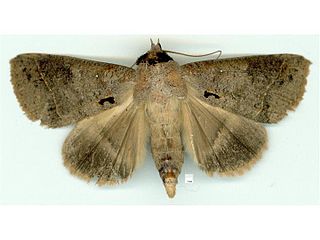 <i>Pantydia metaspila</i> Species of moth