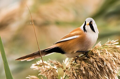 Panurus biarmicus, Azerbaijan