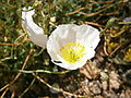 Papaver sendtneri