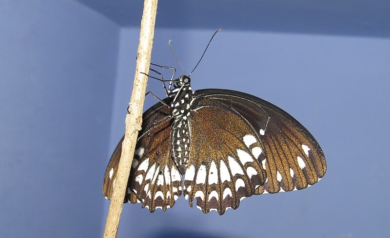 File:Papilio dravidarum – Malabar Raven life cycle newly eclosed at Peravoor (9).jpg