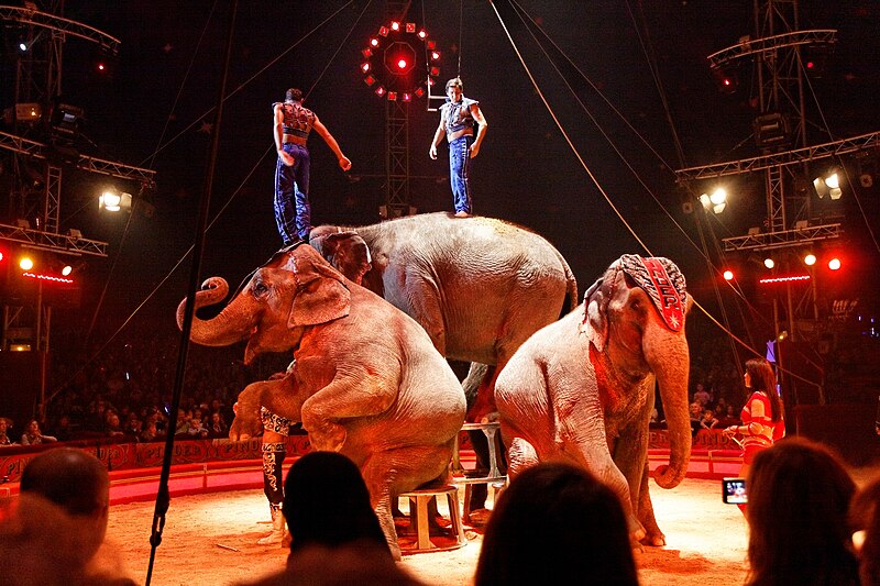 File:Paris - Cirque Pinder - Joe Gartner - Les éléphants - 026.jpg