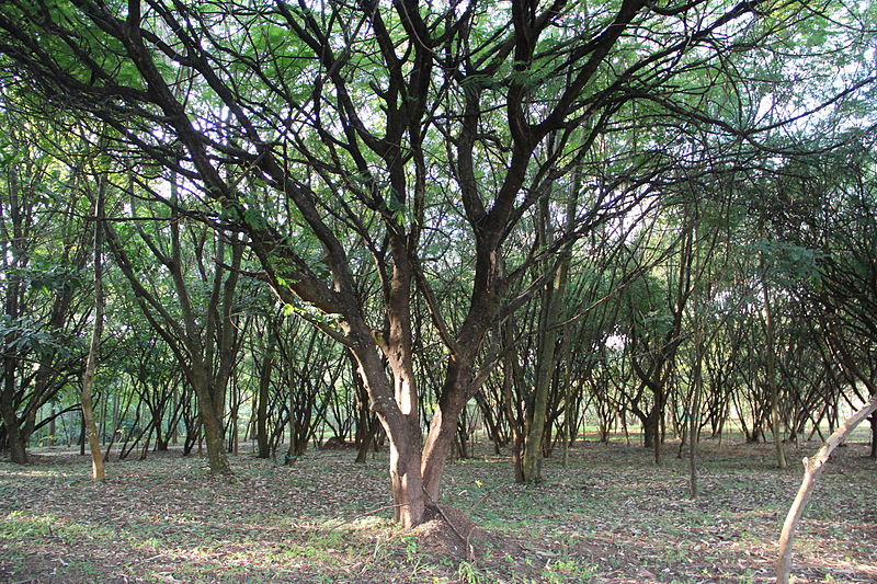 File:Parque Olhos D'água 01.JPG