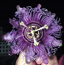 Passiflora Incense, a purely decorative plant