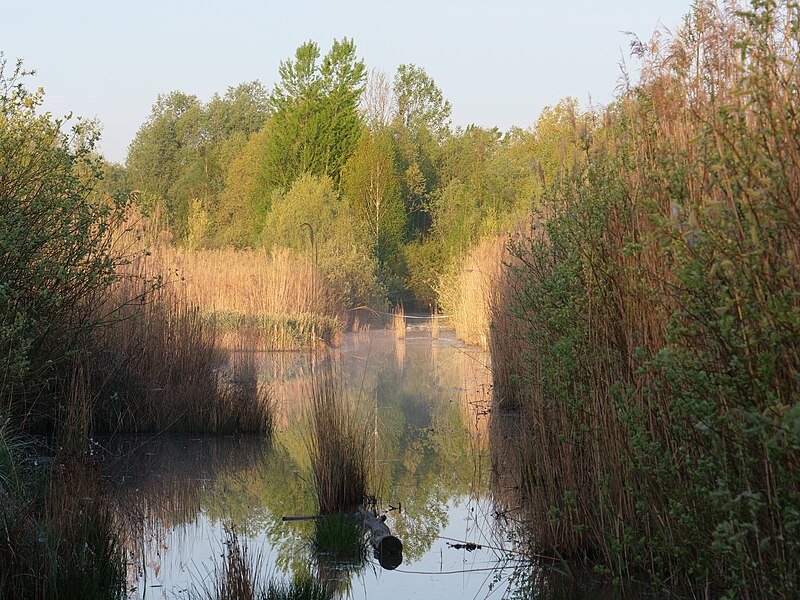 File:Path in the succession area at Alter Flugplatz Frankfurt 17.jpg