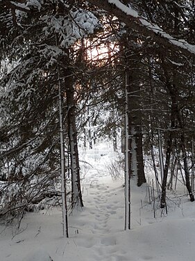 Path through Trees